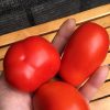 СЛИВКА БЕНДРИКА КРАСНАЯ (BENDRICK's RED PLUM) - красная урожайная сливка, 10 семян 3987 СЛИВКА БЕНДРИКА КРАСНАЯ - красный супер-урожайный трюфель 3987
