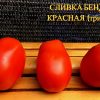 СЛИВКА БЕНДРИКА КРАСНАЯ (BENDRICK's RED PLUM) - красная урожайная сливка, 10 семян 3988 СЛИВКА БЕНДРИКА КРАСНАЯ - красный супер-урожайный трюфель 3988