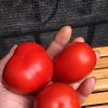 СЛИВКА БЕНДРИКА КРАСНАЯ (BENDRICK's RED PLUM) - красная урожайная сливка, 10 семян 3989 СЛИВКА БЕНДРИКА КРАСНАЯ - красный супер-урожайный трюфель 3989