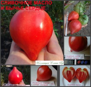 СЛИВОЧНОЕ МАСЛО И БЫЧЬЕ СЕРДЦЕ (Butter and Bull Heart) - красное сердце, 5 семян СЛИВОЧНОЕ МАСЛО И БЫЧЬЕ СЕРДЦЕ (Butter and Bull Heart) - красное сердце