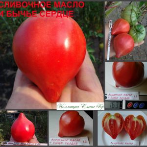 СЛИВОЧНОЕ МАСЛО И БЫЧЬЕ СЕРДЦЕ (Butter and Bull Heart) - красное сердце
