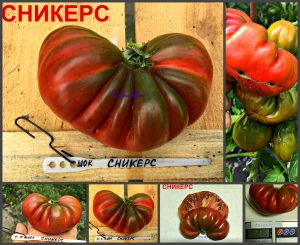 СНИКЕРС (SNICKERS) - ранний пурпурный трюфель