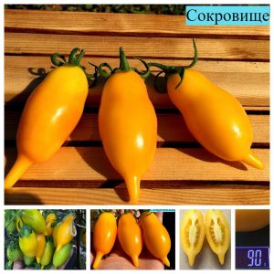 СОКРОВИЩЕ (AKMORE TREASURE) - ранняя желтая сливка, сложная кисть