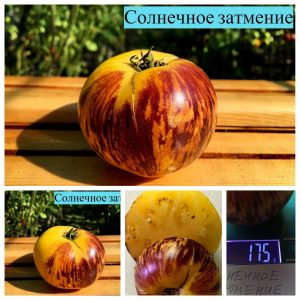 СОЛНЕЧНОЕ ЗАТМЕНИЕ (SOLAR ECLIPSE) - ранний желто-синий томат