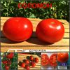 СОЛОМОН (SOLOMON) - ранний полевой урожайный красный томат