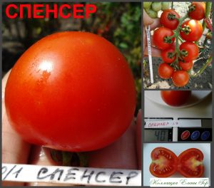 СПЕНСЕР (SPENSER) - ранний круглый сладкий черри, 10 семян СПЕНСЕР (SPENSER) - ранний круглый сладкий черри