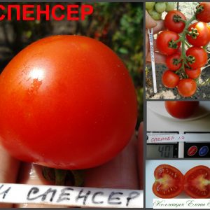 СПЕНСЕР (SPENSER) - ранний круглый сладкий черри