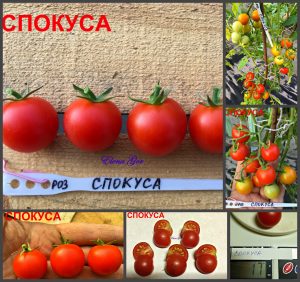 СПОКУСА (SPOKUSA) - ранний круглый сладкий черри