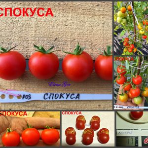 СПОКУСА (SPOKUSA) - ранний круглый сладкий черри