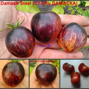 Сорт СТАЛЬ ДАМАСКА