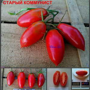 СТАРЫЙ КОММУНИСТ (OLD COMMUNIST) - красная урожайная сливка