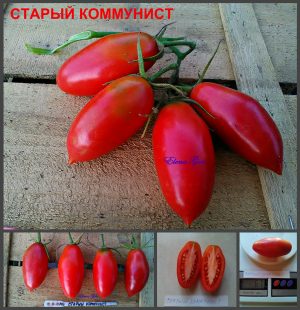 СТАРЫЙ КОММУНИСТ (OLD COMMUNIST) - красная урожайная сливка, 10 семян СТАРЫЙ КОММУНИСТ (OLD COMMUNIST) - красная урожайная сливка