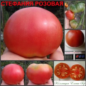 СТЕФАНИЯ РОЗОВАЯ (STEPHANIA PINK) - розовый крупный бифштекс