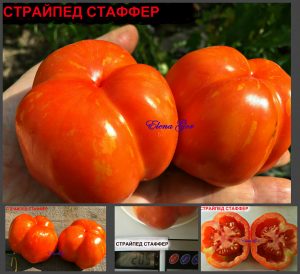 СТРАЙПЕД СТАФФЕР (STRIPED STAFFER) - ранний сорт для фаршировки, 10 семян СТРАЙПЕД СТАФФЕР (STRIPED STAFFER) - ранний сорт для фаршировки
