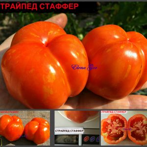 СТРАЙПЕД СТАФФЕР (STRIPED STAFFER) - ранний сорт для фаршировки