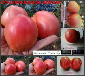 СТРАННИК ЮЖНОЙ АМЕРИКИ (Sojourner South American) - розовое сердце