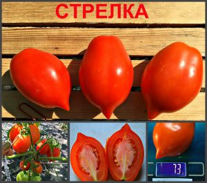 СТРЕЛКА (ARROW) - ранняя красная урожайная сливка
