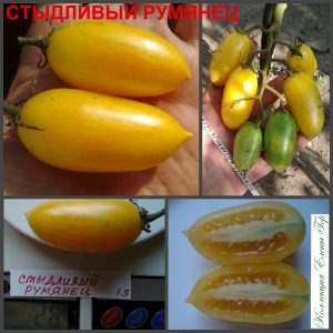 СТЫДЛИВЫЙ РУМЯНЕЦ (BLASH) - ранняя желтая сливка