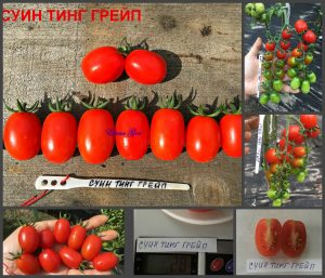 Сорт СУИН ТИНГ ГРЕЙП SWEEN