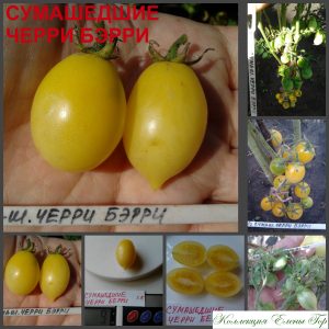 Сорт помидоров СУМАШЕДШИЕ ЧЕРРИ БАРРИ