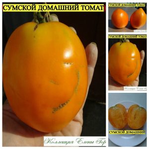 СУМСКОЙ ДОМАШНИЙ (SUMSKOY DOMASHNIY) - крупная желтая слива