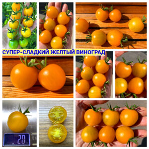СУПЕР-СЛАДКИЙ ЖЕЛТЫЙ ВИНОГРАД