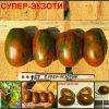 СУПЕР ЭКЗОТИК (SUPER EXOTIC) - ранняя сладкая шоколадная сливка