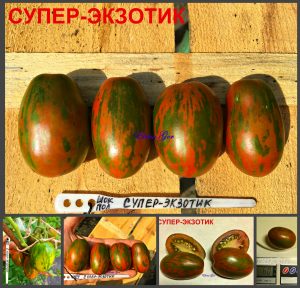 СУПЕР ЭКЗОТИК (SUPER EXOTIC) - ранняя сладкая шоколадная сливка