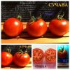 СУЧАВА (SUCEAVA) - красный округлый урожайный томат