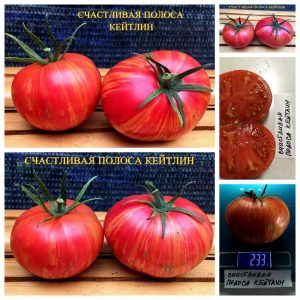 СЧАСТЛИВАЯ ПОЛОСА КЕЙТЛИН (Caitlin's Lucky Stripe) - ранний розовый пестрый бифштекс