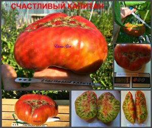 СЧАСТЛИВЫЙ КАПИТАН (СAPTAIN LUCKY) - супер-сладкий пурпурный биколор, 10 семян СЧАСТЛИВЫЙ КАПИТАН - супер-сладкий пурпурный биколор