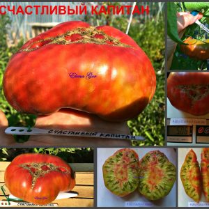 СЧАСТЛИВЫЙ КАПИТАН - супер-сладкий пурпурный биколор