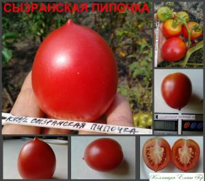 СЫЗРАНСКАЯ ПИПОЧКА (SYZRAN PIPOCHKA) - розовая консервная сливка, 10 семян СЫЗРАНСКАЯ ПИПОЧКА (SYZRAN PIPOCHKA) - розовая консервная сливка