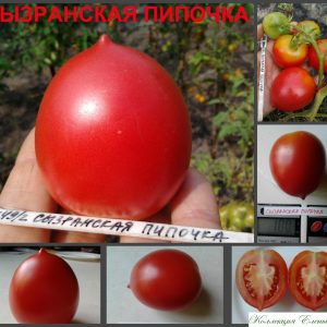 СЫЗРАНСКАЯ ПИПОЧКА (SYZRAN PIPOCHKA) - розовая консервная сливка