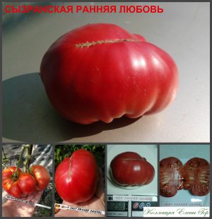 СЫЗРАНСКАЯ РАННЯЯ ЛЮБОВЬ (SYZRAN YOUNG LOVE) - ранний розовый бифштекс, 10 семян СЫЗРАНСКАЯ РАННЯЯ ЛЮБОВЬ (SYZRAN YOUNG LOVE) - ранний розовый бифштекс