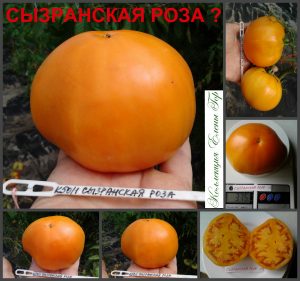 СЫЗРАНСКАЯ РОЗА ЖЕЛТАЯ (SYZRAN ROSE YELLOW) - ранний оранжевый бифштекс