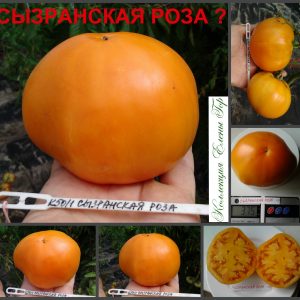 СЫЗРАНСКАЯ РОЗА ЖЕЛТАЯ (SYZRAN ROSE YELLOW) - ранний оранжевый бифштекс