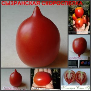 СЫЗРАНСКАЯ СКОРОСПЕЛКА (SYZRAN SKOROSPELKA) - ранняя розовая консервная сливка,