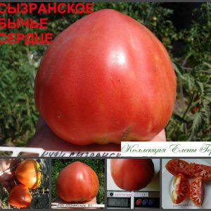 СЫЗРАНСКОЕ БЫЧЬЕ СЕРДЦЕ (SYZRAN BULL HEART) - розовое сердце