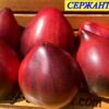 СЕРЖАНТ ПЕППЕР (SERGEANT PEPPER) - малиновое сладкое сердце, антоциан, 5 семян 11368 Сорт тматов СЕРЖАНТ ПЕППЕРС 11368