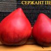 СЕРЖАНТ ПЕППЕР (SERGEANT PEPPER) - малиновое сладкое сердце, антоциан, 5 семян 5041 Сорт тматов СЕРЖАНТ ПЕППЕРС 5041
