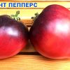СЕРЖАНТ ПЕППЕР (SERGEANT PEPPER) - малиновое сладкое сердце, антоциан, 5 семян 5042 Сорт тматов СЕРЖАНТ ПЕППЕРС 5042
