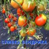 СЛИВКА БЕНДРИКА КРАСНАЯ (BENDRICK's RED PLUM) - красная урожайная сливка, 10 семян 3985 СЛИВКА БЕНДРИКА КРАСНАЯ - красный супер-урожайный трюфель 3985