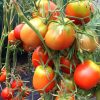 СЛИВКА БЕНДРИКА КРАСНАЯ (BENDRICK's RED PLUM) - красная урожайная сливка, 10 семян 3986 СЛИВКА БЕНДРИКА КРАСНАЯ - красный супер-урожайный трюфель 3986