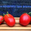 СЛИВКА БЕНДРИКА КРАСНАЯ (BENDRICK's RED PLUM) - красная урожайная сливка, 10 семян 3991 СЛИВКА БЕНДРИКА КРАСНАЯ - красный супер-урожайный трюфель 3991