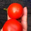 СЛИВКА БЕНДРИКА КРАСНАЯ (BENDRICK's RED PLUM) - красная урожайная сливка, 10 семян 3992 СЛИВКА БЕНДРИКА КРАСНАЯ - красный супер-урожайный трюфель 3992