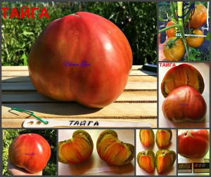 ТАЙГА (TAIGA) - раннее медовое сердце-биколор, 5 семян