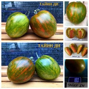 ТАЙИН ДИ (TAYIN DY) - бронзовый медовый томат-биколор
