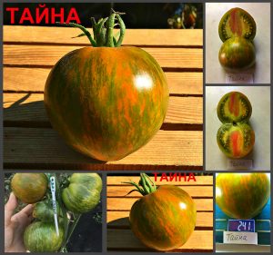 ТАЙНА (MYSTERY) - зеленый пестрый медовый биколор, 10 семян ТАЙНА (MYSTERY) - зеленый пестрый медовый биколор