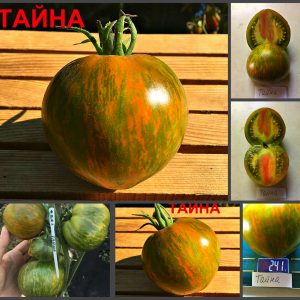 ТАЙНА (MYSTERY) - зеленый пестрый медовый биколор